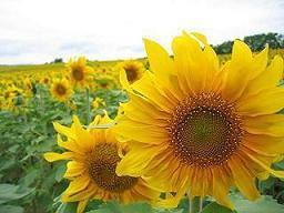 forum_user_exchange_312997.jpg
