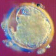 forum_wed_life_286245.jpg