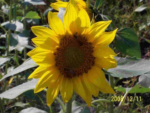 1229009853_b563126e76cb9ef5b7fb29520325afa5.jpeg