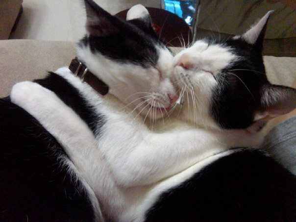 【 爱的抱抱 】上传拥抱照片,幸福对狗大放送-第