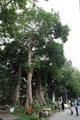 蔘天神木群