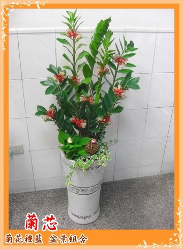 客厅玄关放 金钱树 ok吗?各位客厅有放什么『