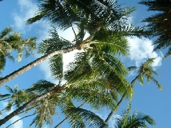 夏威夷好还是关岛好-第1页-结婚经验交流讨论