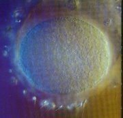 forum_wed_life_286239.jpg
