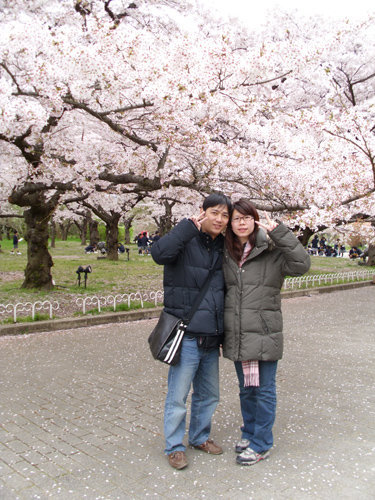 在日本 好美的櫻花!