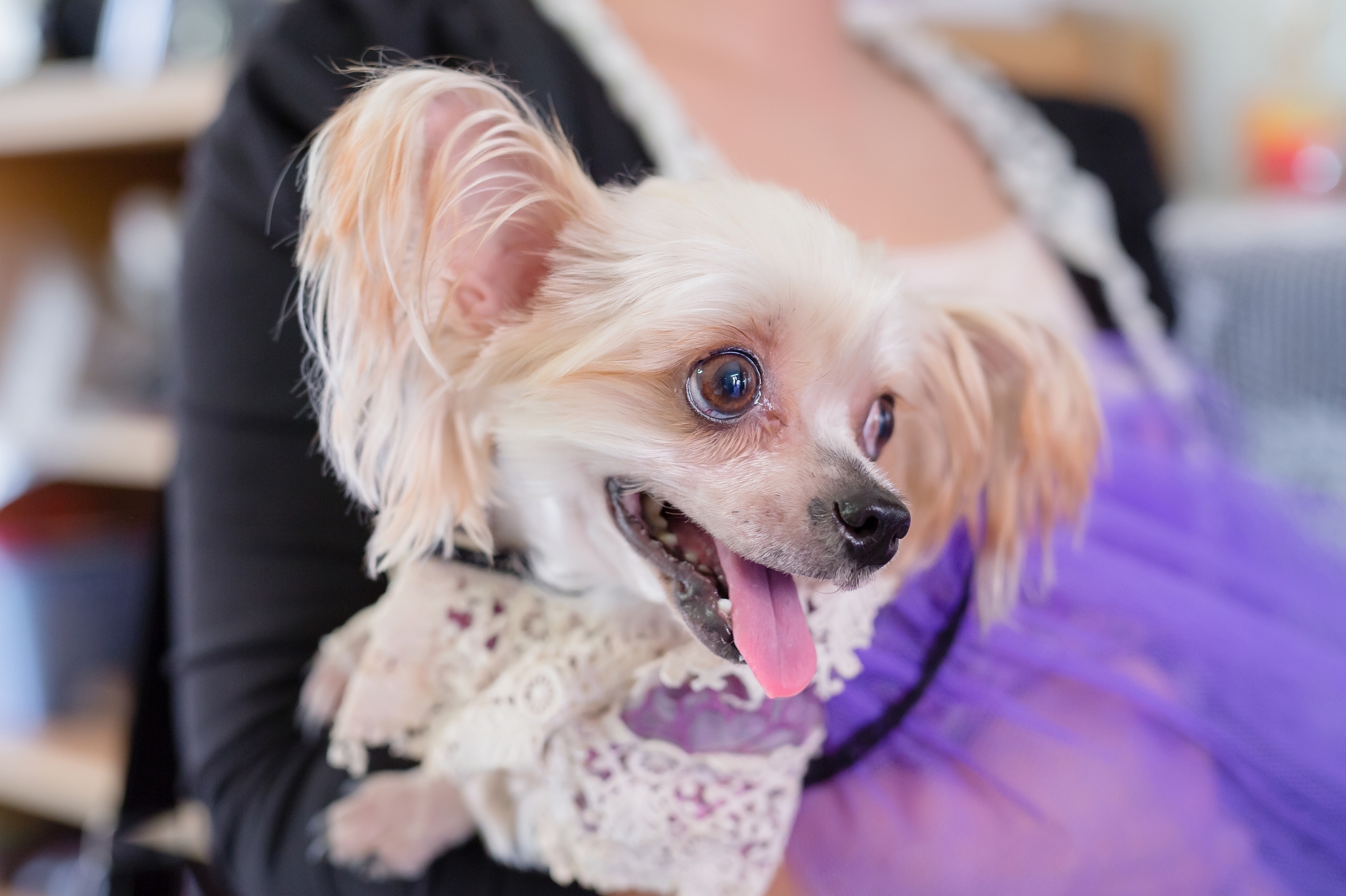 Image result for 犬 chinese crested 抱擁