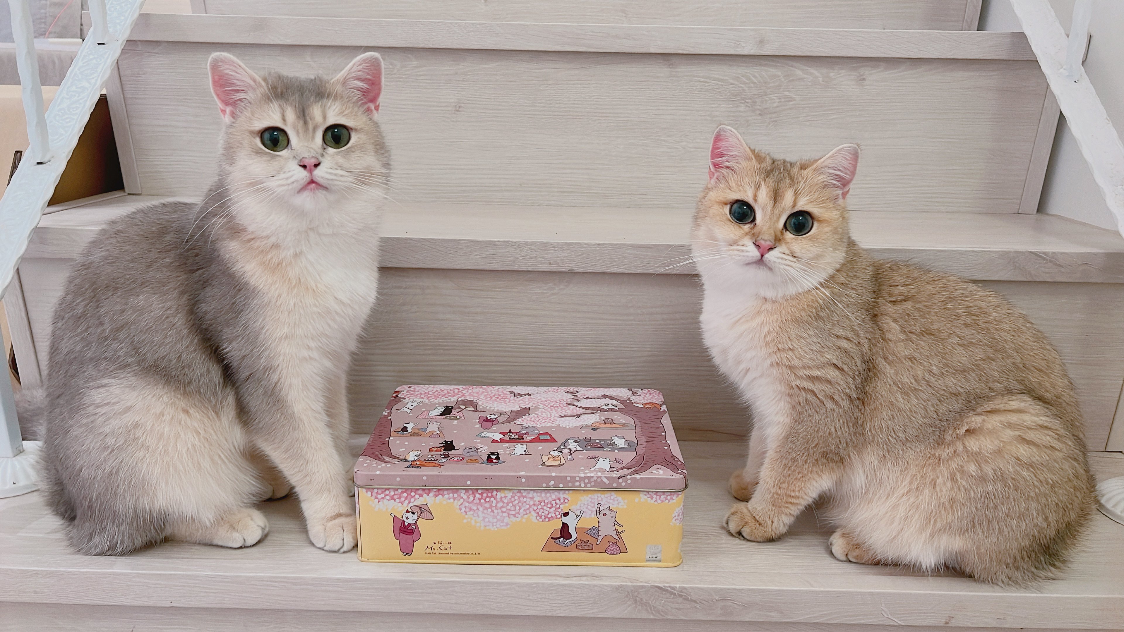 無敵推薦猫猫喵喵x七見櫻堂喜餅-結婚經驗分享