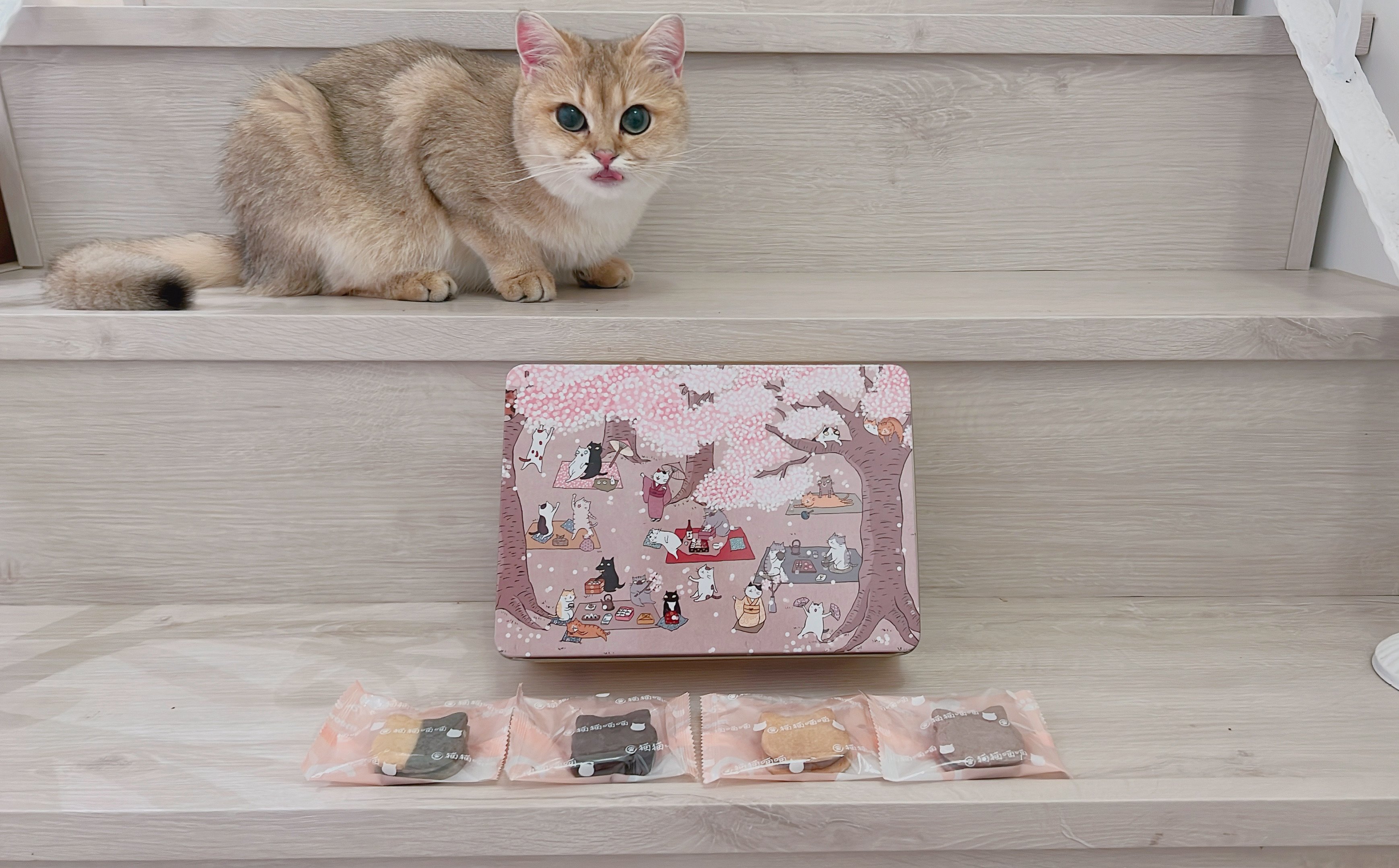 無敵推薦猫猫喵喵x七見櫻堂喜餅-結婚經驗分享